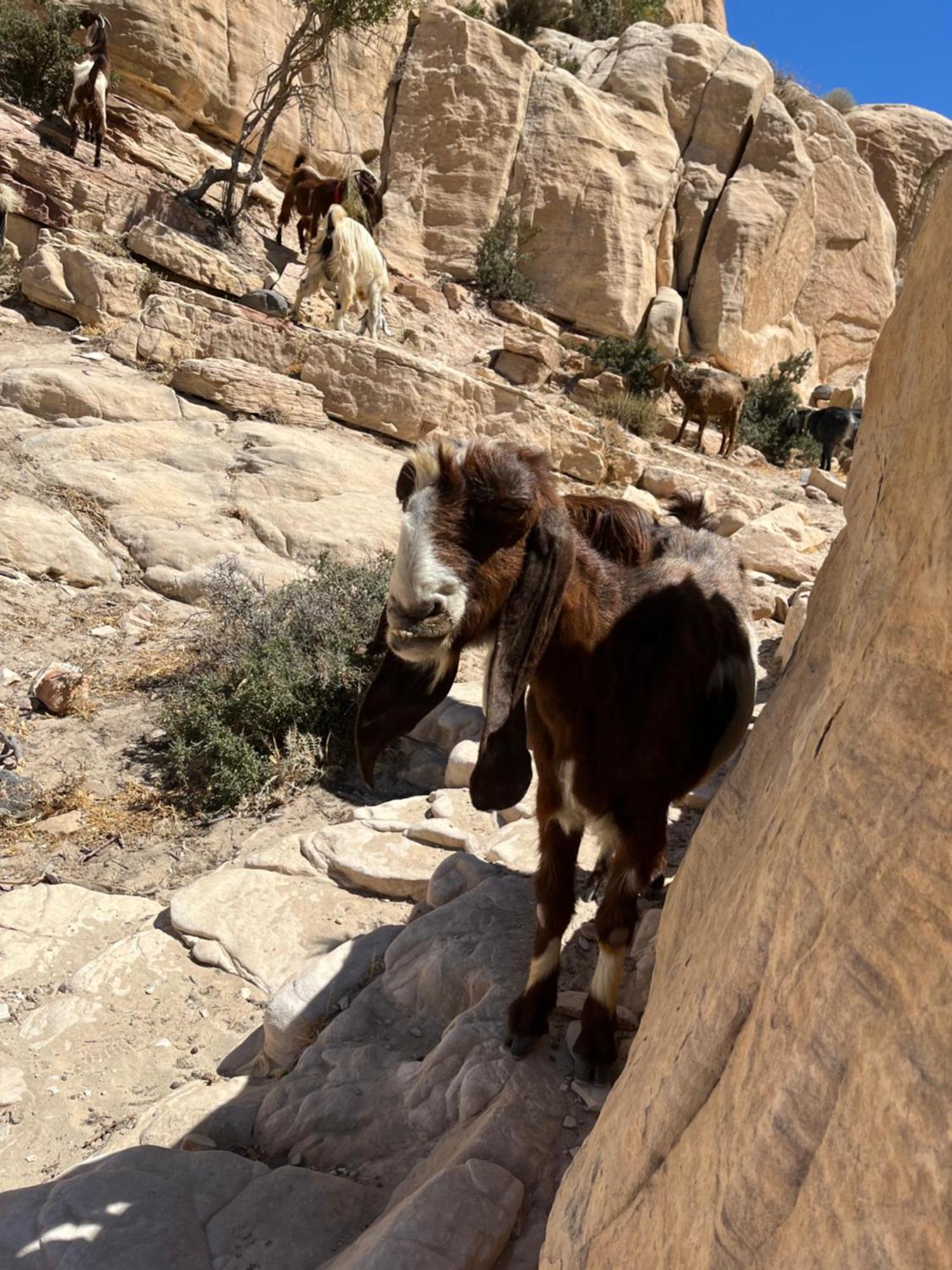 Al-Nawatef Eco Camp- Dana Nature Reserve 외부 사진